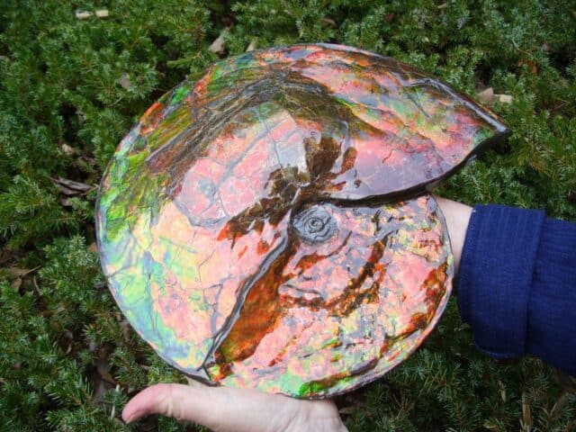 Canadian Ammonite (Whole)/ Placenticeras – meeki (023224j) - Image 3