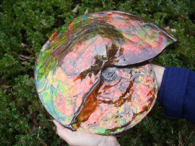 Canadian Ammonite (Whole)/ Placenticeras – meeki (023224j) - Image 2