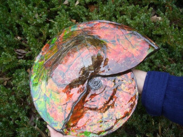Canadian Ammonite (Whole)/ Placenticeras – meeki (023224j)