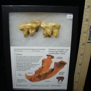Two Fossilized Cave Bear Molars  (020924e)