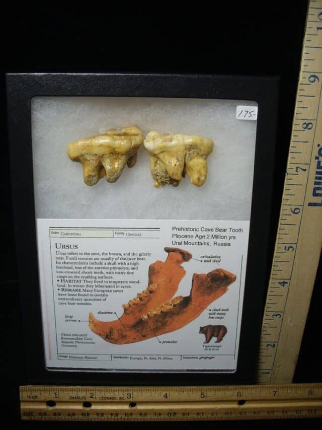Two Fossilized Cave Bear Molars  (020924e)