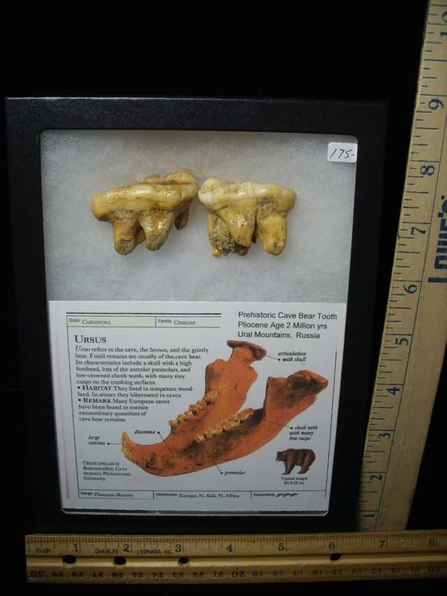 Two Fossilized Cave Bear Molars  (020924e) - Image 2