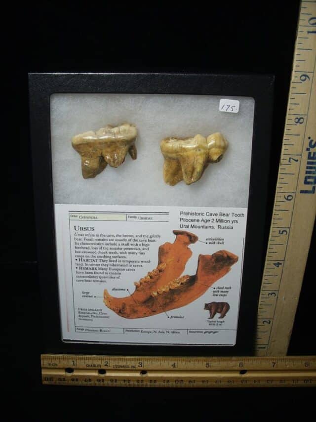 Two Fossilized Cave Bear Molars  (020924f) - Image 2