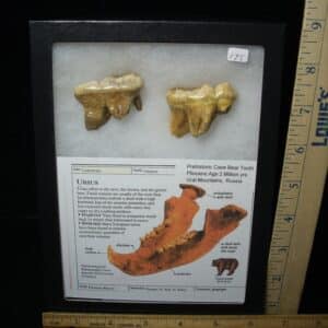 Two Fossilized Cave Bear Molars  (020924f)