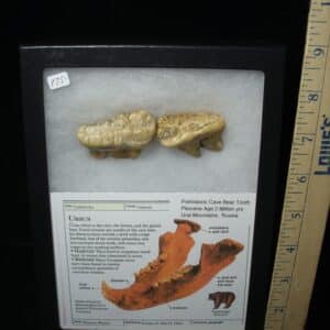 Two Fossilized Cave Bear Molars  (020924g)