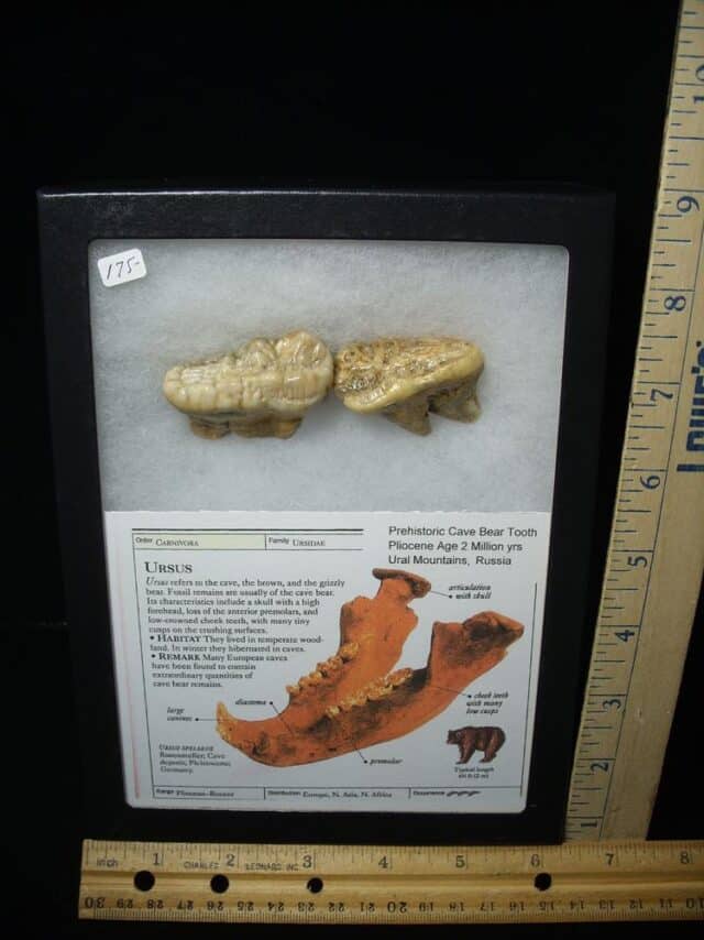 Two Fossilized Cave Bear Molars  (020924g) - Image 2