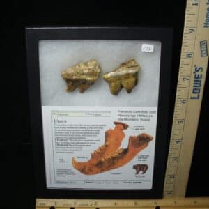 Two Fossilized Cave Bear Molars  (020924h)