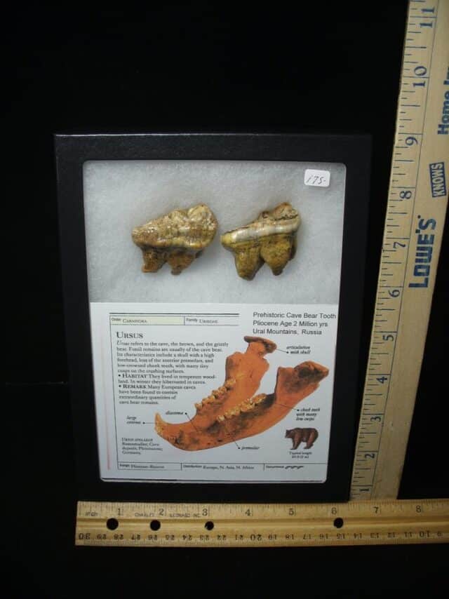 Two Fossilized Cave Bear Molars  (020924h)
