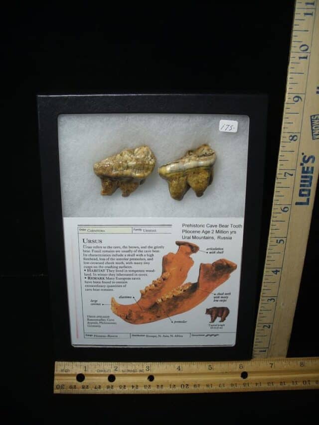 Two Fossilized Cave Bear Molars  (020924h) - Image 2