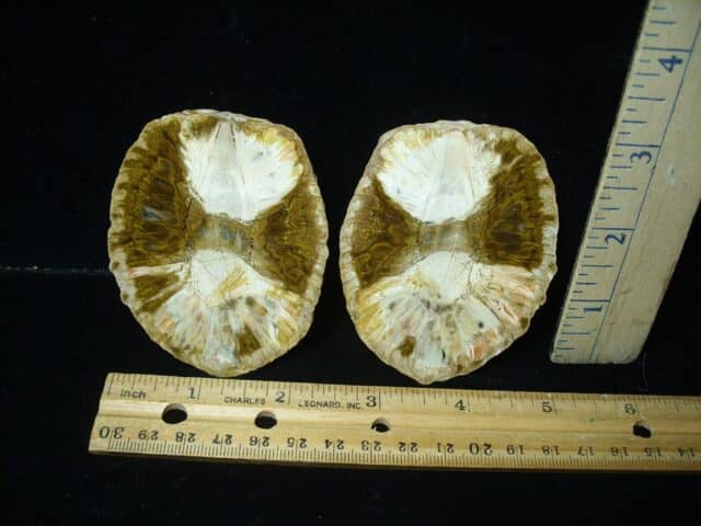 Sliced Araucaria Cone (020924j) - Image 3