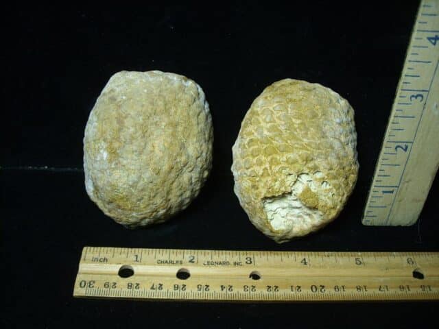 Sliced Araucaria Cone (020924j) - Image 4