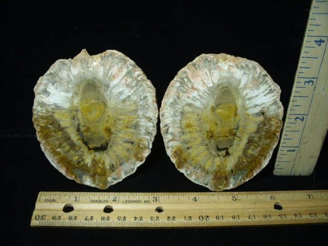 Sliced Araucaria Cone (020924k)