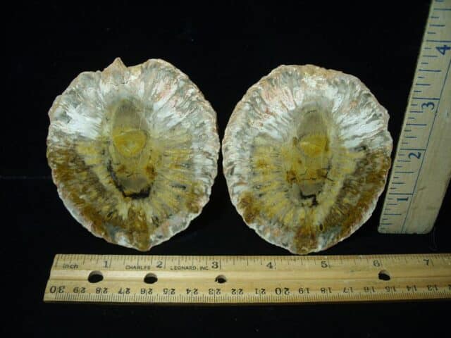 Sliced Araucaria Cone (020924k) - Image 3