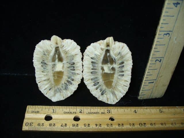 Sliced Araucaria Cone (020924n)