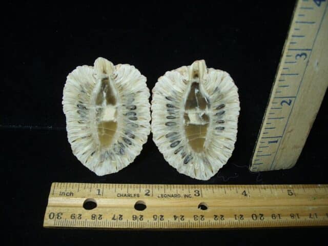 Sliced Araucaria Cone (020924n) - Image 3