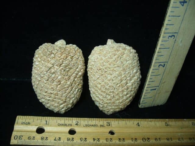 Sliced Araucaria Cone (020924n) - Image 2
