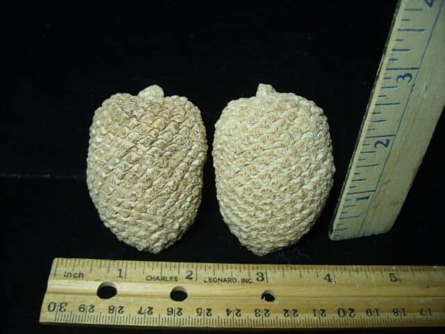 Sliced Araucaria Cone (020924n) - Image 4