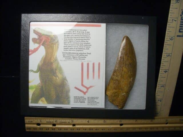 Charcarodontosaurus  Dinosaur Tooth (021124a)