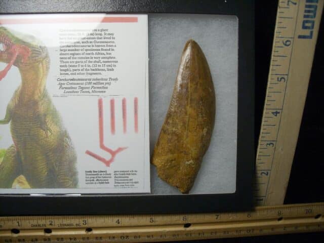 Charcarodontosaurus  Dinosaur Tooth (021124a) - Image 4