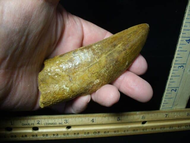 Charcarodontosaurus  Dinosaur Tooth (021124a) - Image 2