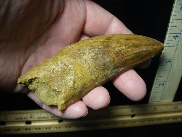 Charcarodontosaurus  Dinosaur Tooth (021124a) - Image 3