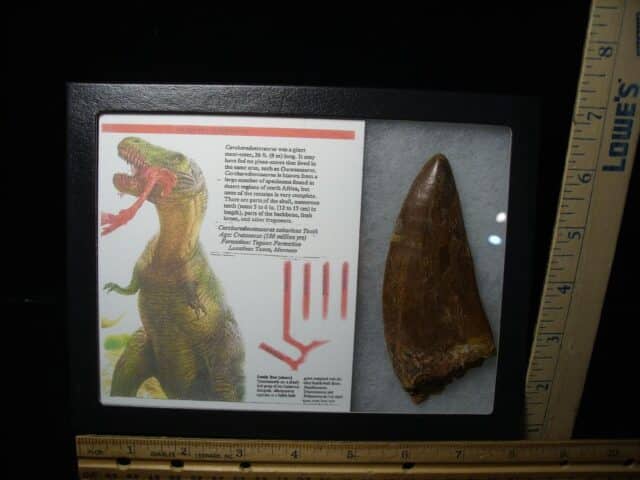 Charcarodontosaurus  Dinosaur Tooth (021124b) - Image 4