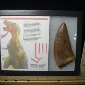 Charcarodontosaurus  Dinosaur Tooth (021124b)