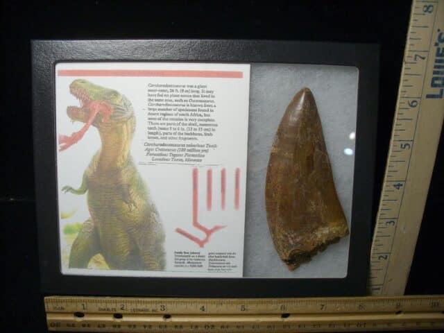 Charcarodontosaurus  Dinosaur Tooth (021124b)