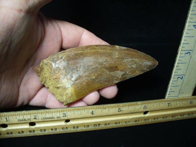 Charcarodontosaurus  Dinosaur Tooth (021124b) - Image 2