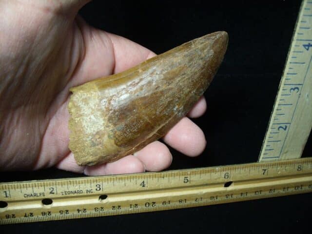 Charcarodontosaurus  Dinosaur Tooth (021124b) - Image 3