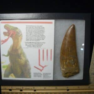 Charcarodontosaurus  Dinosaur Tooth (021124c)