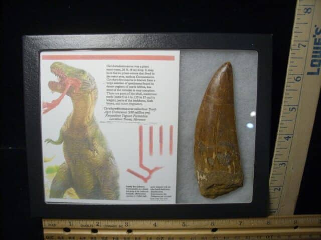Charcarodontosaurus  Dinosaur Tooth (021124c)