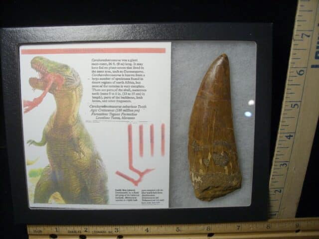 Charcarodontosaurus  Dinosaur Tooth (021124c) - Image 4