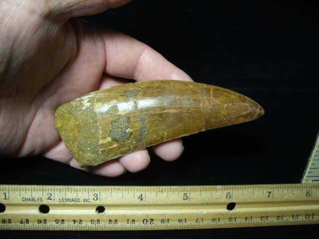 Charcarodontosaurus  Dinosaur Tooth (021124c) - Image 3