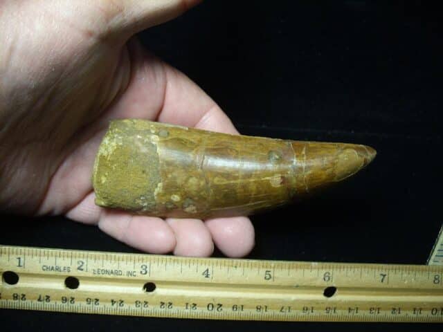 Charcarodontosaurus  Dinosaur Tooth (021124c) - Image 2