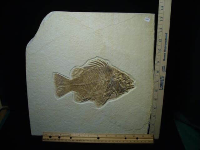 Extra Large Priscacara  Fossil Fish  (021124e) - Image 4
