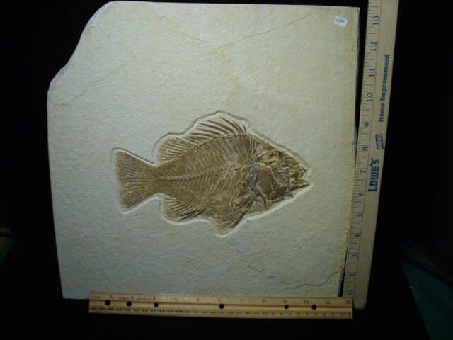 Extra Large Priscacara  Fossil Fish  (021124e) - Image 3