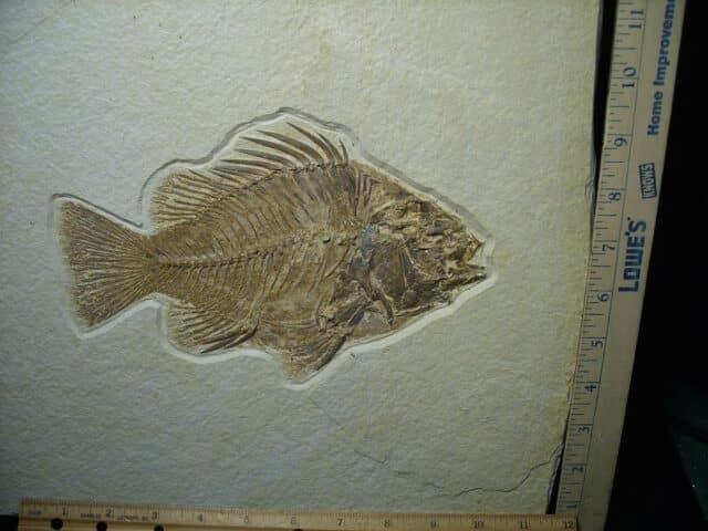 Extra Large Priscacara  Fossil Fish  (021124e) - Image 2
