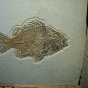 Extra Large Priscacara  Fossil Fish  (021124e)