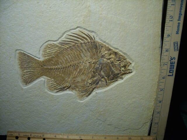 Extra Large Priscacara  Fossil Fish  (021124e)