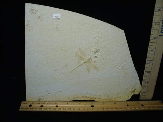 Fossilized Dragonfly in Matrix  (021124f) - Image 4
