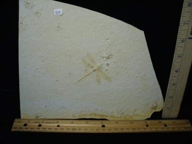 Fossilized Dragonfly in Matrix  (021124f) - Image 3