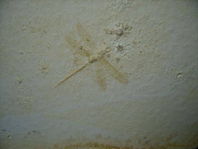 Fossilized Dragonfly in Matrix  (021124f) - Image 2
