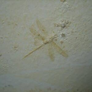 Fossilized Dragonfly in Matrix  (021124f)