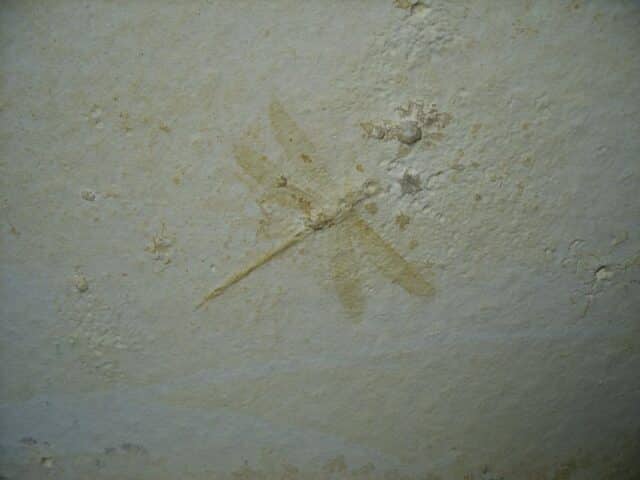 Fossilized Dragonfly in Matrix  (021124f)