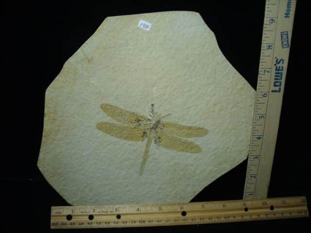 Fossilized Dragonfly in Matrix  (021124g) - Image 3