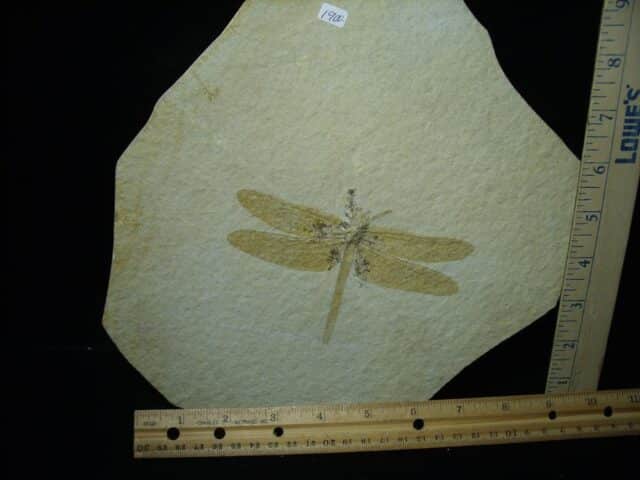 Fossilized Dragonfly in Matrix  (021124g) - Image 2