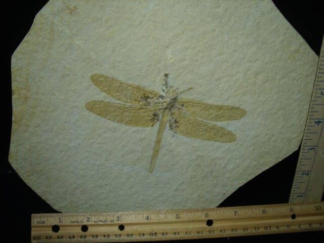 Fossilized Dragonfly in Matrix  (021124g)