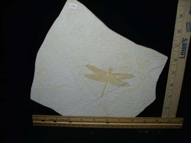 Fossilized Dragonfly in Matrix  (021124h) - Image 3