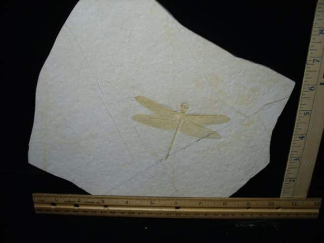 Fossilized Dragonfly in Matrix  (021124h) - Image 2